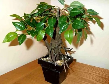 Ficus benjamin răsuci, rândul său, galben și frunze de toamna
