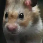 Ce să faci dacă ai un ochi de hamster cauze si tratament