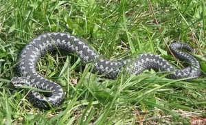 Mi a teendő, ha megharapott egy vipera harapás szükséges hatások elsősegély és helyes