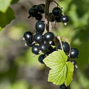 semințe de Blackcurrant