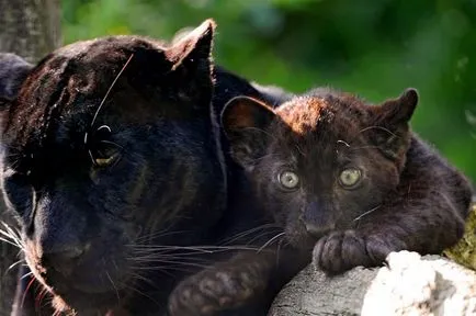 Чорна Пантера