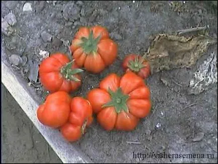 Usturoi tomate, visherasemena