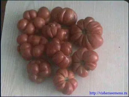 Usturoi tomate, visherasemena