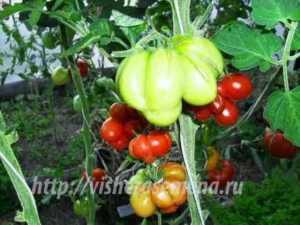 Usturoi tomate, visherasemena