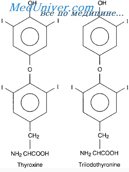 Funcțiile de hormoni tiroidieni