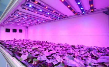 plante Fitolamp (LED-uri, de inducție) - modul de a alege