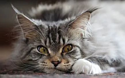 Снимки котки красив и забавен