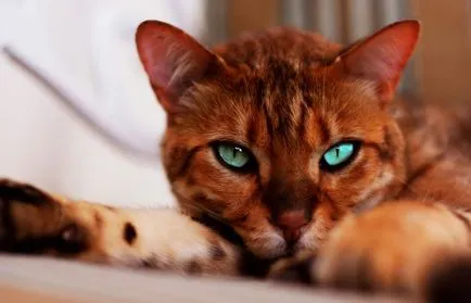 Снимки котки красив и забавен