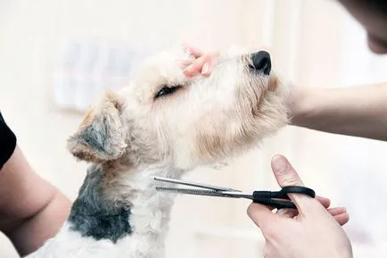 Fox Terrier - Fotografii, descriere, natura, conținutul, cumpăra