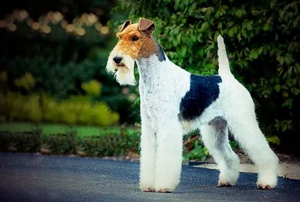 Fox Terrier - Fotografii, descriere, natura, conținutul, cumpăra