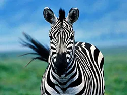 Откъде идва зебра местообитание на зебра в Африка, всички животни