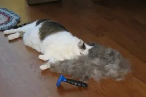 Furminators котка какво е то и какви са неговите предимства