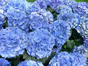 Gidrangeya sau hortensie (Hydrangea macrophylla) descrierea și în creștere makrofilla Bush