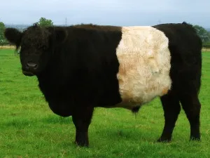 Галоуей порода крави за разплод, снимки, описание