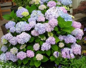 Gidrangeya sau hortensie (Hydrangea macrophylla) descrierea și în creștere makrofilla Bush