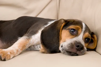 Viermi în Câini - simptome, tratament si prevenire