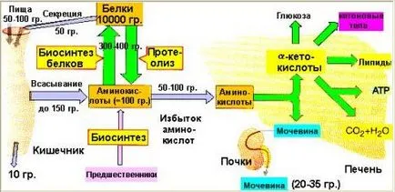 спорт за употреба храна