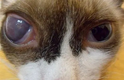 Глаукома при котки - неговите причини и лечение