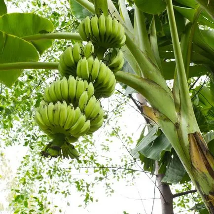 Unde și cum să crească banane