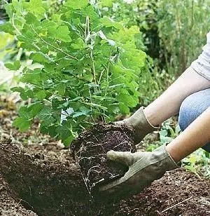 Hortenzia - karbantartás, ültetés és jellemzői a tartalom az otthoni