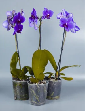 Pot orchideák