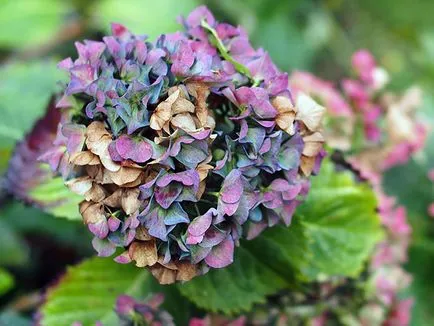 Hortensia toamna - transplantare, plantare și îngrijire, pregătirea pentru iarnă, hortensii de propagare și de tăiere