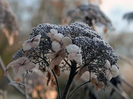 Hortensia toamna - transplantare, plantare și îngrijire, pregătirea pentru iarnă, hortensii de propagare și de tăiere