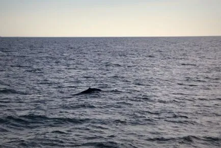 Manual În cazul în care pentru a vedea balenele și cât de mult costă - secrete de călătorie