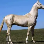 Isabella színe a ló történetét, nézd, én lovakat