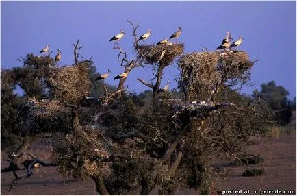 Fapte interesante despre berze - 20 poze - poze - fotografii lumii naturale