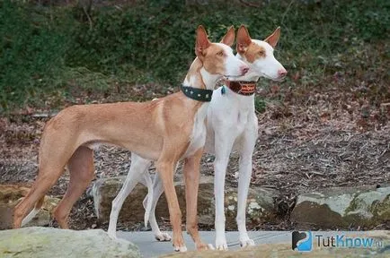 Spaniolă descriere câine rasa Podenco, prețul de pui