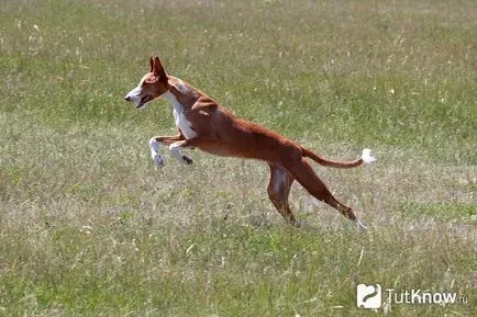 Испански Podenco описание порода куче, цената на кученца