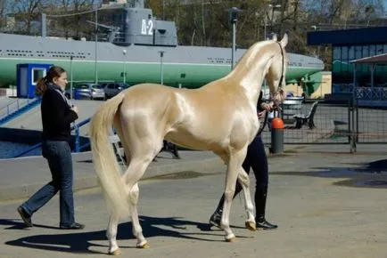 Изабела цвят на коня (крем) е рядко и прекрасно