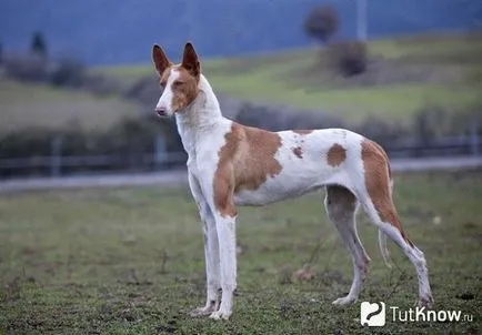 Spaniolă descriere câine rasa Podenco, prețul de pui