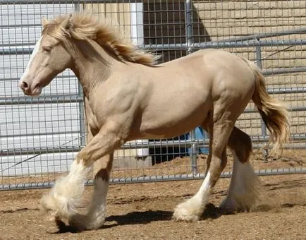 Изабела цвят на коня (крем) е рядко и прекрасно