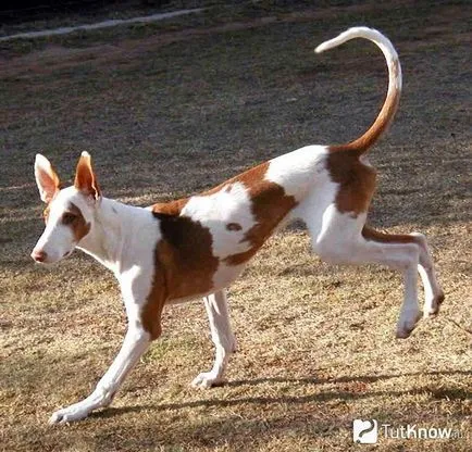 Spaniolă descriere câine rasa Podenco, prețul de pui