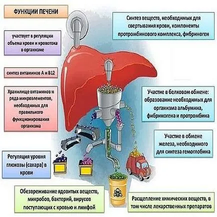 Simptomele de toxicitate hepatice și a tratamentului, ajuta cu intoxicație hepatică cu intoxicație alimentară,