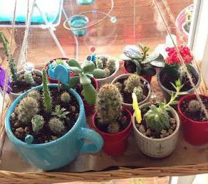 Mi földet szükséges kaktuszok
