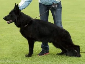 Cum să se hrănească un terrier catelus vulpe, catelusul meu