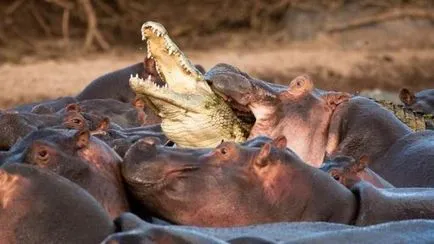 Ce animale mananca crocodili