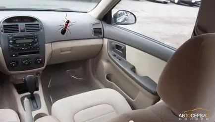 Cum sa scapi de furnici in masina, repararea mașină