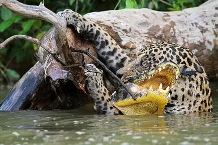 Ce animale mananca crocodili