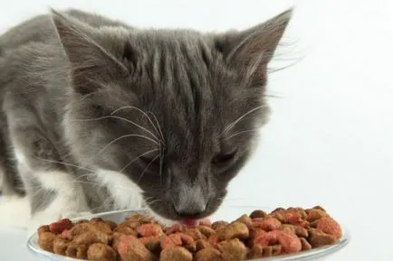 Hogyan takarmány egy cica 1-5 hónap - lehetővé táplálja a cica mesechnogo kecsketej - takarmány