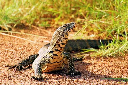 Ce animale mananca crocodili