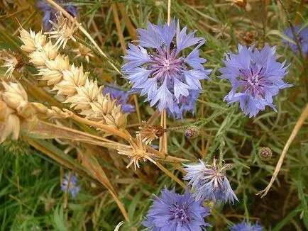 Ce plante floare în toamna