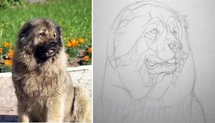 Cum de a desena un creion caucaziană câine ciobănesc în etape