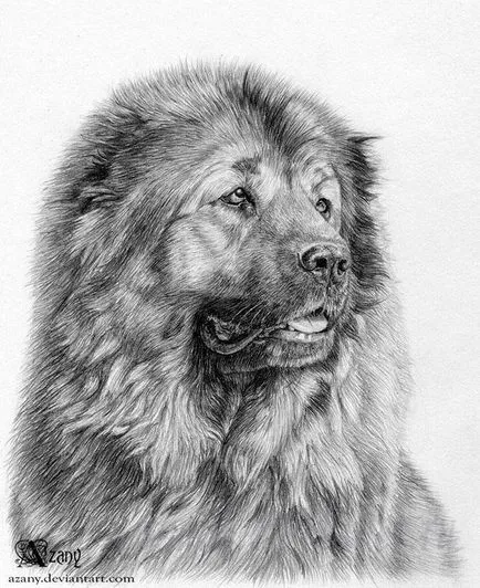 Cum de a desena un creion caucaziană câine ciobănesc în etape