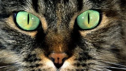 Cum se intarca teritoriu marca de pisică și de a scăpa de mirosul! Lumea Femeilor