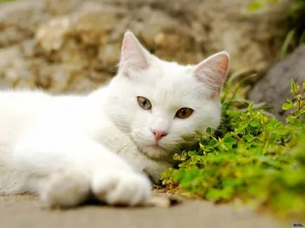 Hogyan állapítható meg, hogy milyen korú a macskák - Brit rövidszőrű tenyészet Fiore Fortuna