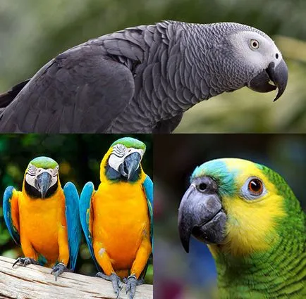 Mit kell vásárolni egy papagáj kiválasztási kritériumok